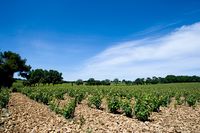 Chateauneuf du Pape - grapes field
