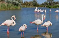 Camargue pink flamingos