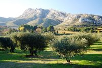 Alpilles and Olive trees